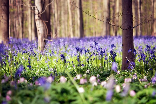 Radura di fiori nella foresta in estate