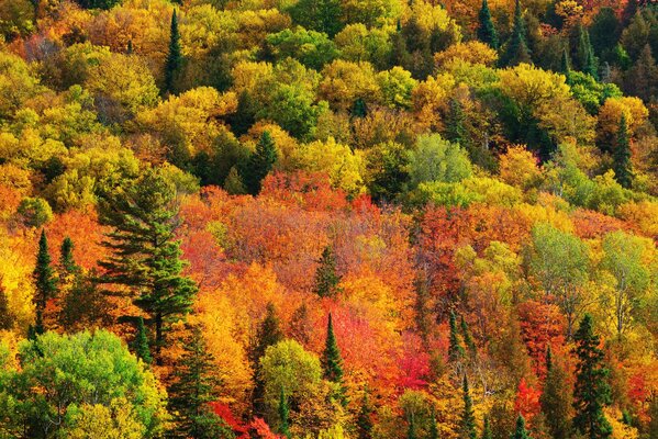 Forêt colorée en automne