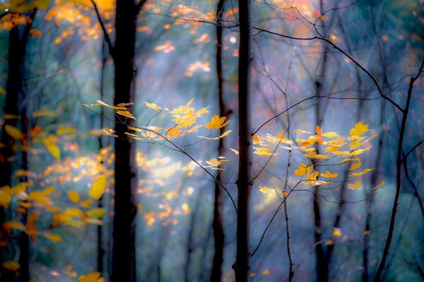 Trees in the autumn forest