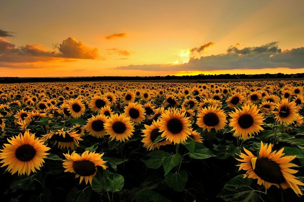 Puesta de sol sobre un campo de girasoles