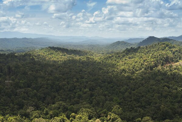 Die Dschungel-Hügel in Neuguinea