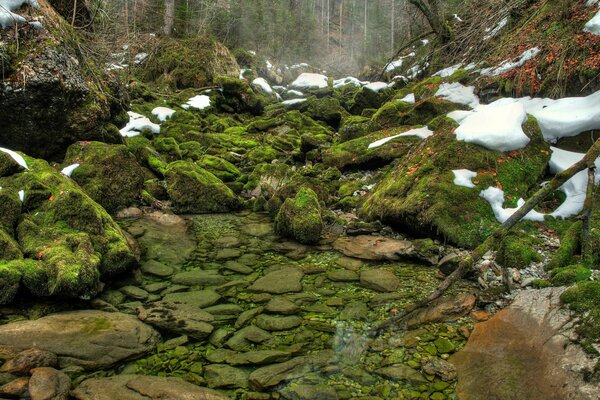 The forest is awakening from hibernation