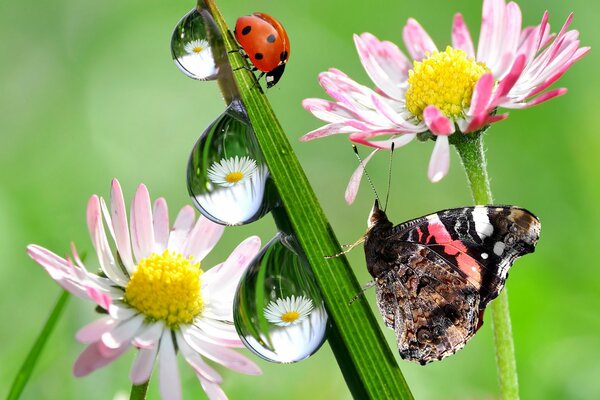 Ein Marienkäfer und ein Schmetterling sitzen auf den Blumen