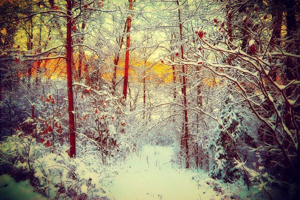 A path and trees in a snow-covered forest