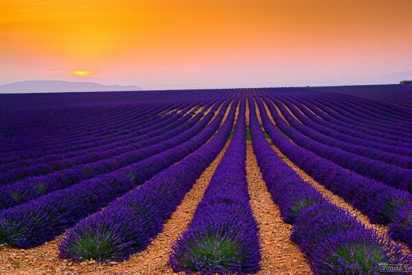 Lavender field plantation in France