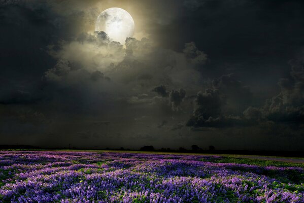 Campo nocturno de lavanda bajo la Luna