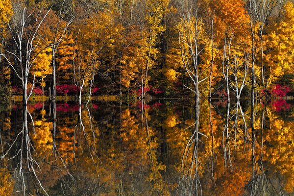 Reflejo en el lago de los árboles de otoño