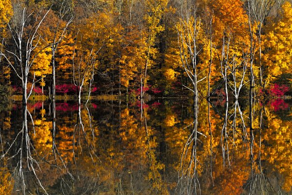 Reflet dans le lac des arbres d automne