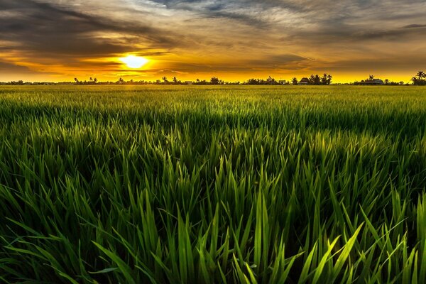 Paysage de champ vert et soleil