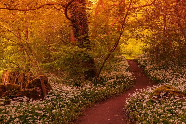 The forest path is dotted with white flowers