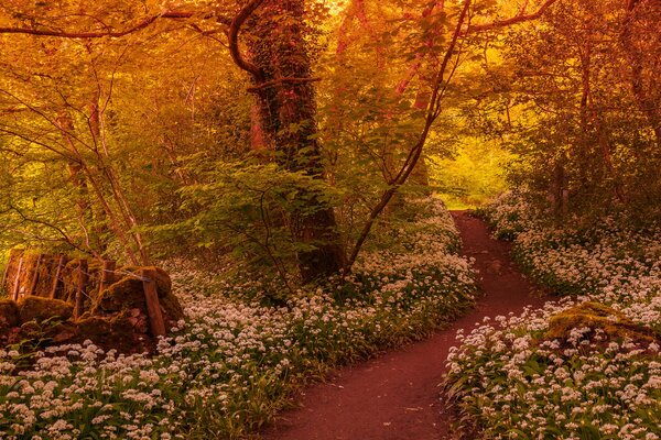 El sendero del bosque está salpicado de flores blancas