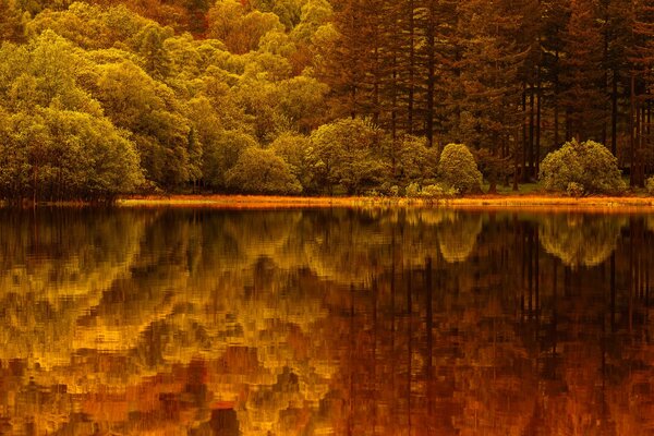 Reflet de la forêt dans le lac