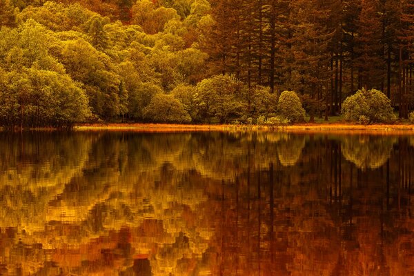 Riflessione della foresta nel lago