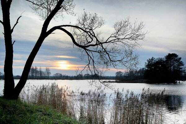 Lac du soir avec un arbre solitaire