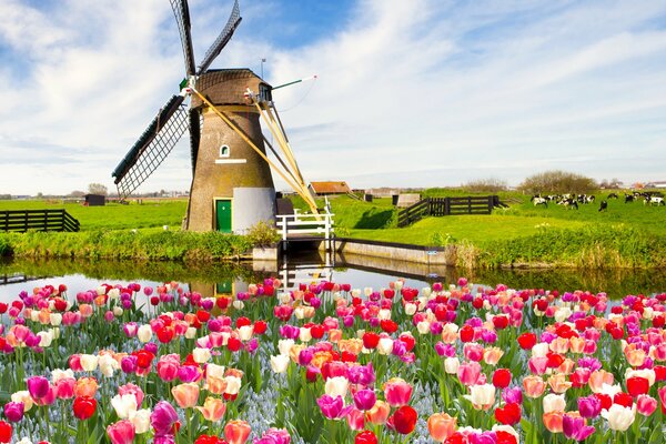 Vieux moulin sur un champ parmi les tulipes lumineuses