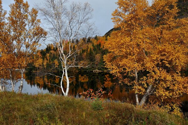 Autumn birches on the river bank