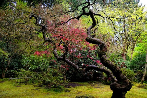 A curved tree in a Japanese garden