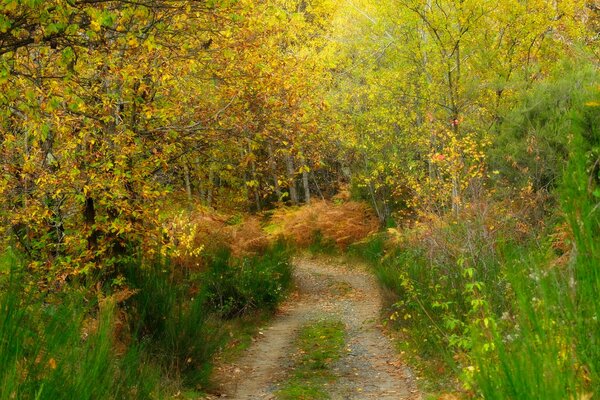 Route étroite dans la forêt d automne