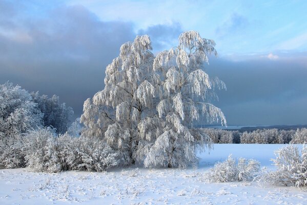 Winterbäume im silbernen Frost