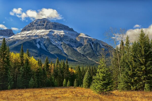 Parque nacional de las montañas rocosas de Canadá entre los árboles del bosque