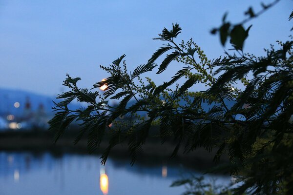 Abendlicher Blick auf den See durch einen Zweig