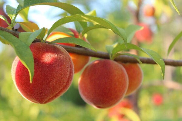 Macro peaches on a branch