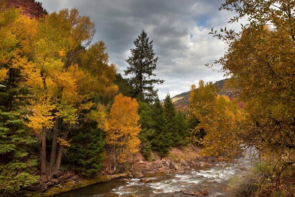 Herbst Bäume im Wald am Fluss