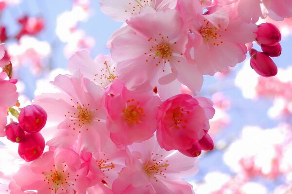 Hermosa necesidad de flores de color rosa en el cielo