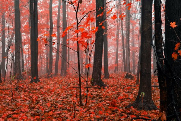 Foresta rossa autunnale nella nebbia