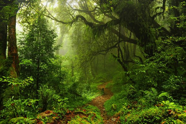 Alberi verdi e boschetti nella giungla