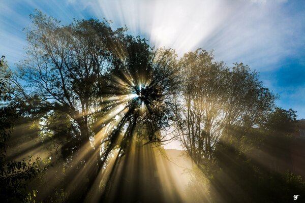 Natura, alberi primaverili, raggi di sole