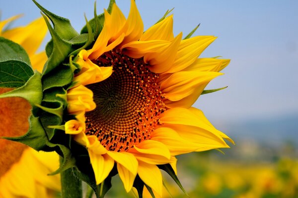 Girasol con semillas en el campo en verano