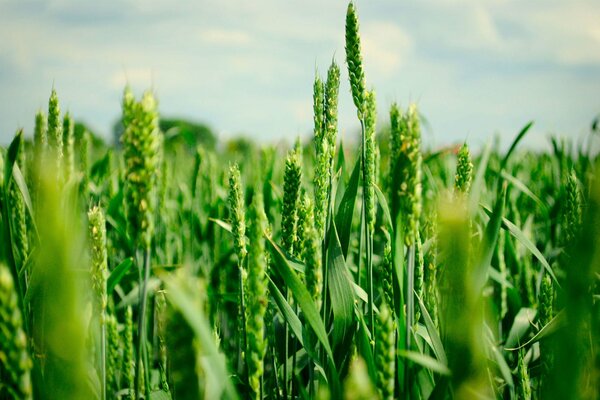 Green wheat grows in the field