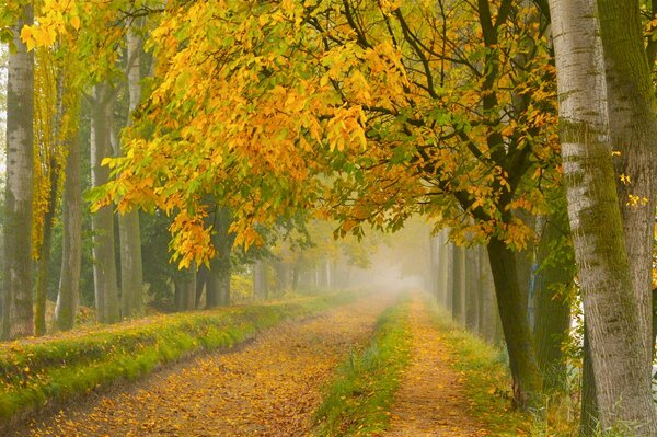 Camino de niebla en el parque de otoño