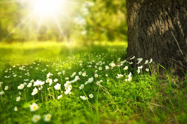 Schöne Blumen, die in der Sommermorgensonne blühen