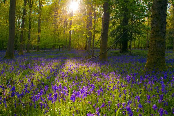 The light of the sun on purple flowers