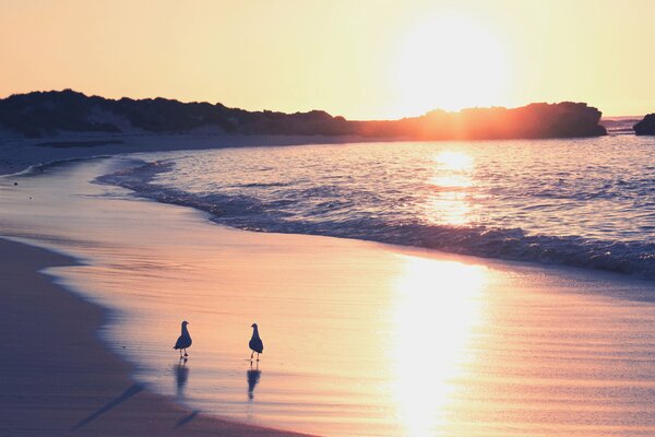 Dos gaviotas al amanecer se paran junto al mar