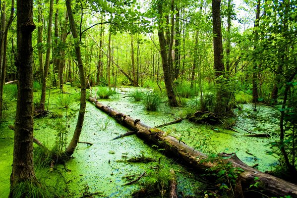 Un tronco en un pantano en el bosque