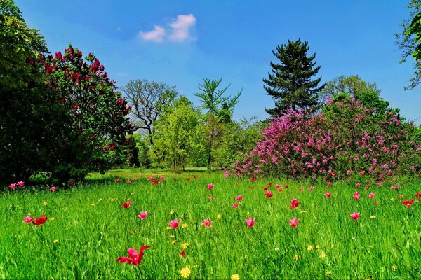 Arbres verts et fleurs sur la pelouse