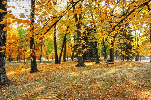 В парке осенью много листьев