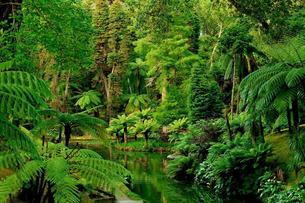 Foresta pluviale in Portogallo con un fiume