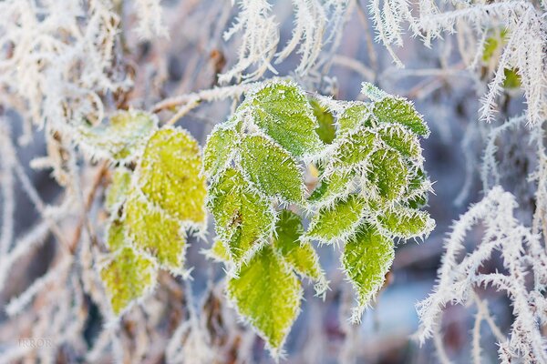 Grüne Blätter auf einem Ast im Frost