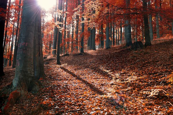 Forêt d automne comme un chat roux