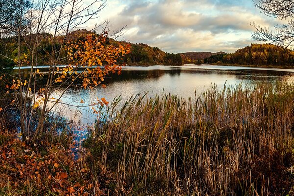 There is a lot of dry grass in the swamp in autumn