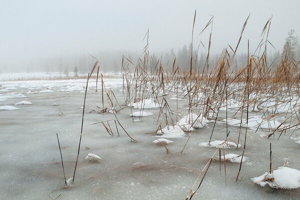 Frozen reeds in winter on the lake