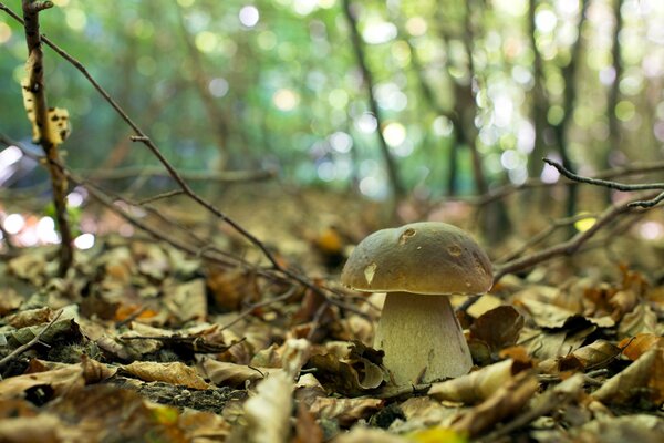 Naturaleza. Setas en el bosque de otoño