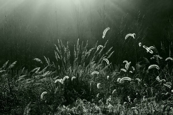 Photo de roseaux sous une lumière vive