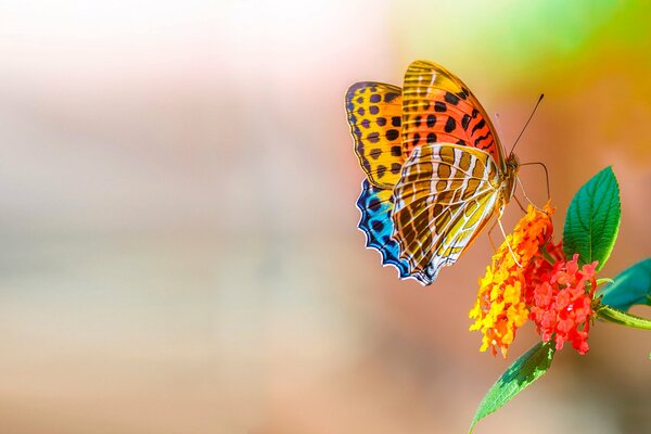 Mariposa vividaen la flor