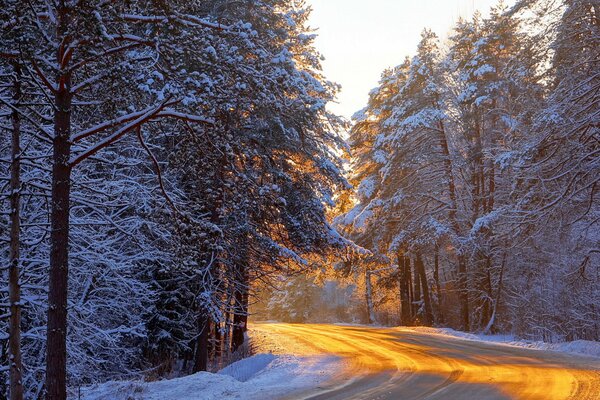 Route éclairée dans la forêt d hiver