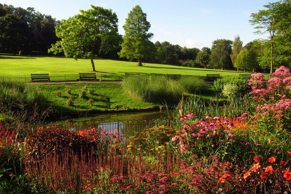 Rosebüsche im Park